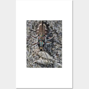 Hairy-necked tiger beetle Posters and Art